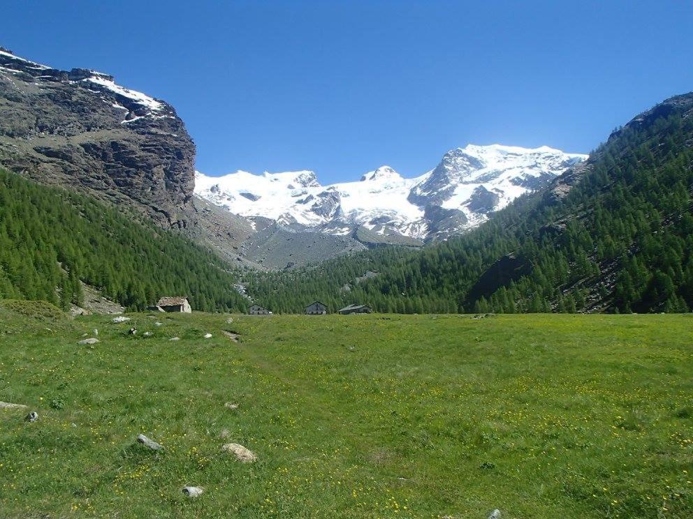 Residence Les Coupoles Champoluc Eksteriør billede